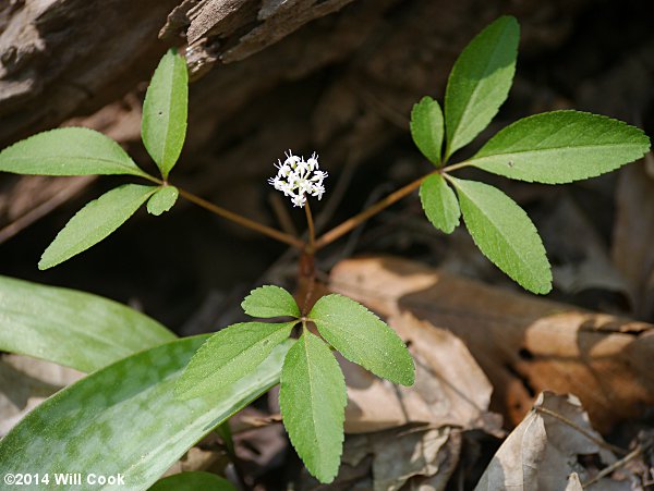 Dwarf Ginseng (Panax trifolius)