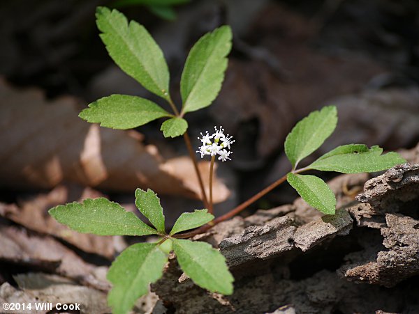 Dwarf Ginseng (Panax trifolius)