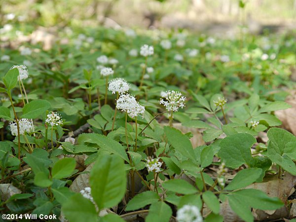 Dwarf Ginseng (Panax trifolius)