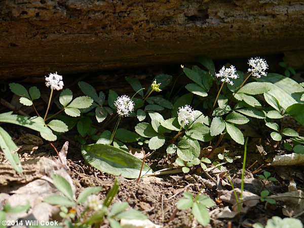 Dwarf Ginseng (Panax trifolius)