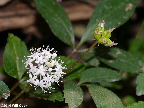 Dwarf Ginseng (Panax trifolius)