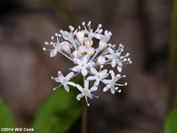 Dwarf Ginseng (Panax trifolius)