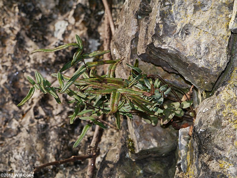 Pellaea atropurpurea (Purple Cliff-brake)