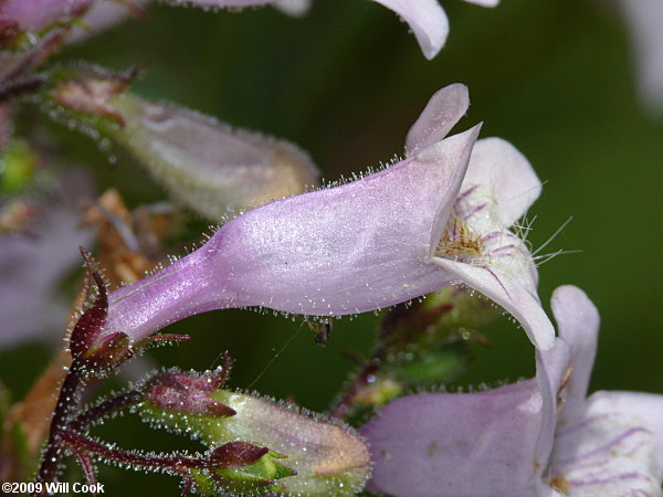 Southern Beardtongue - Penstemon australis