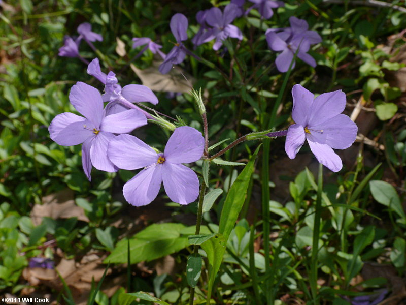 Creeping Phlox (Phlox stolonifera)