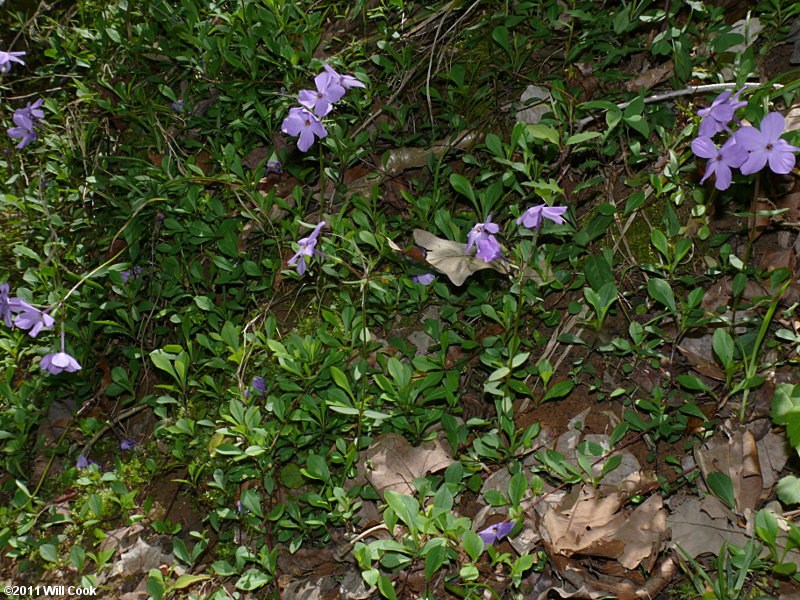 Creeping Phlox (Phlox stolonifera)