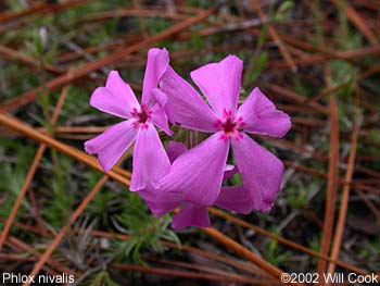 Phlox nivalis (Trailing Phlox)