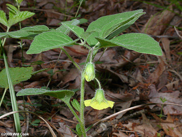 Virginia Ground-cherry (Physalis virginiana)