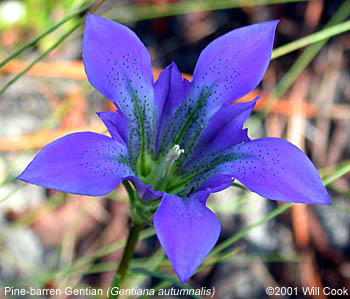Gentiana autumnalis (Pine-barren Gentian)