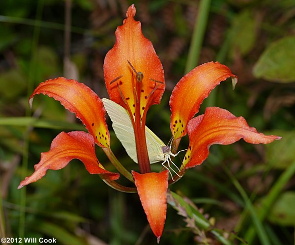 Lilium catesbaei (Pine Lily)