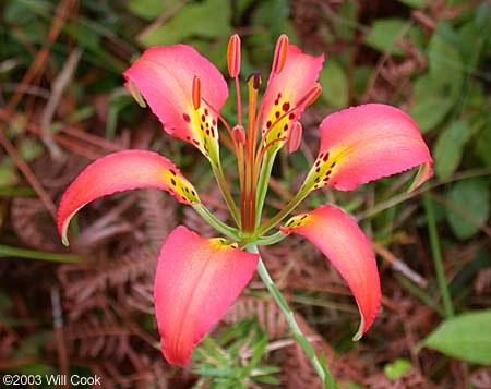 Lilium catesbaei (Pine Lily)