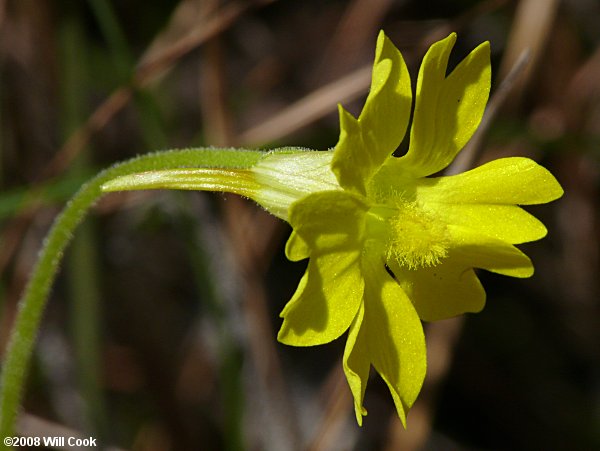 Yellow Butterwort - Pinguicula lutea