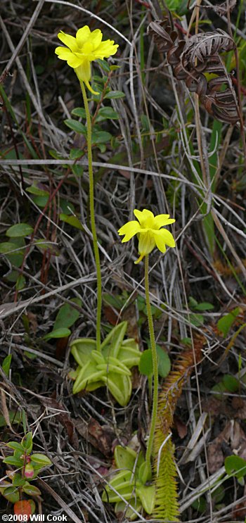 Yellow Butterwort - Pinguicula lutea