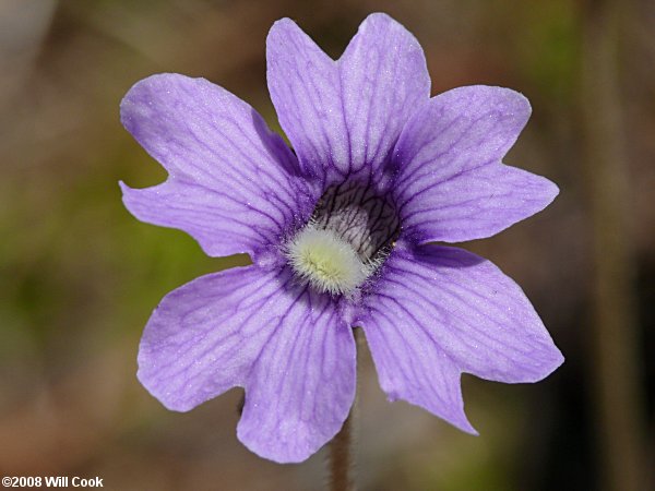 Blue Butterwort - Pinguicula caerulea