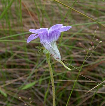 Blue Butterwort - Pinguicula caerulea