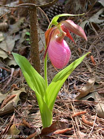 Cypripedium acaule (Pink Lady's-slipper)