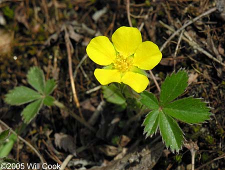 Dwarf Cinquefoil (Potentilla canadensis)