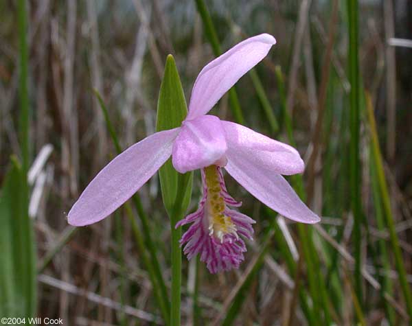 Pogonia ophioglossoides (Rose Pogonia)