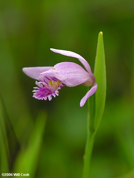 Pogonia ophioglossoides (Rose Pogonia)