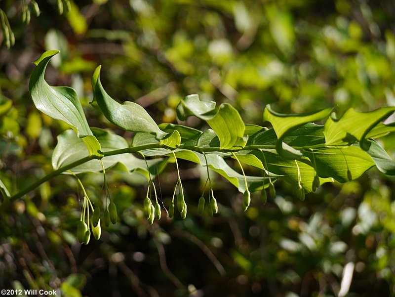 Large Solomon's-seal - Polygonatum biflorum var. commutatum