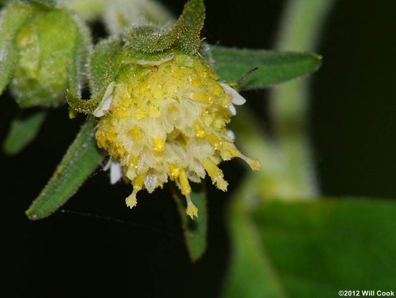 White-flowered Leafcup - Polymnia canadensis