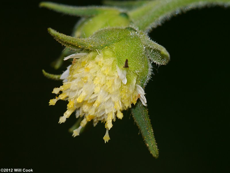 White-flowered Leafcup - Polymnia canadensis