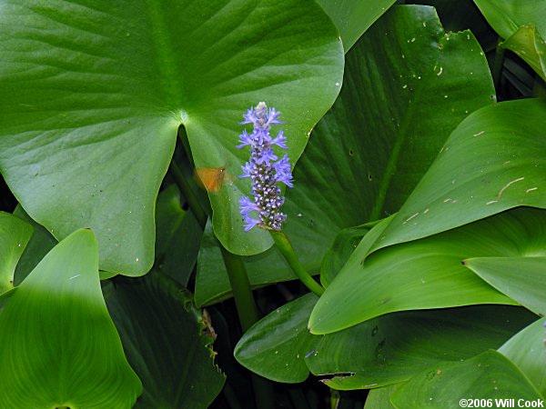 Pontederia cordata (Pickerelweed)