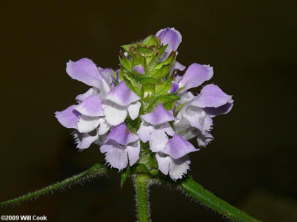 Prunella vulgaris (Heal-all, Self-heal)