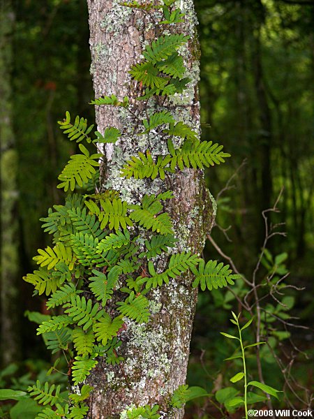 Resurrection Fern (Pleopeltis polypodioides ssp. michauxiana)