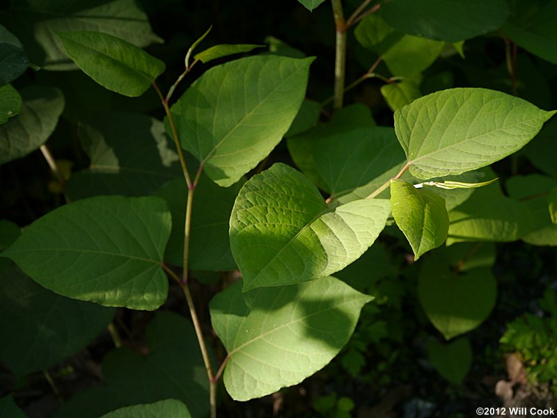 Japanese Knotweed (Reynoutria japonica)