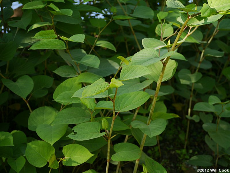 Japanese Knotweed (Reynoutria japonica)