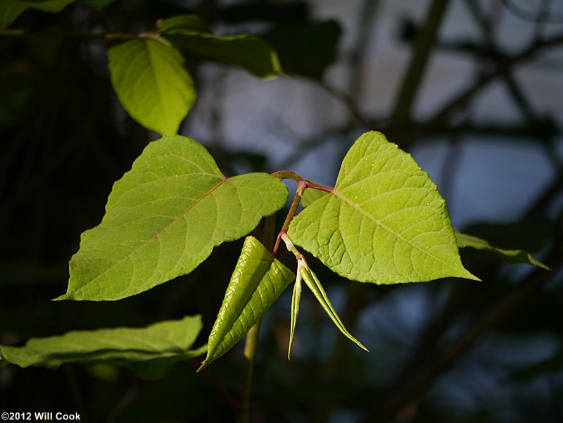 Japanese Knotweed (Reynoutria japonica)