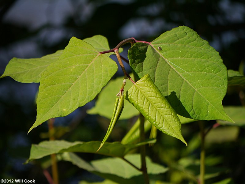 Japanese Knotweed (Reynoutria japonica)