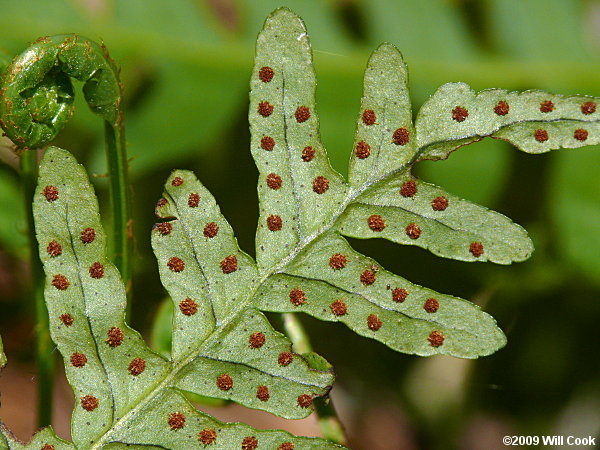 Rockcap Fern (Polypodium virginianum)