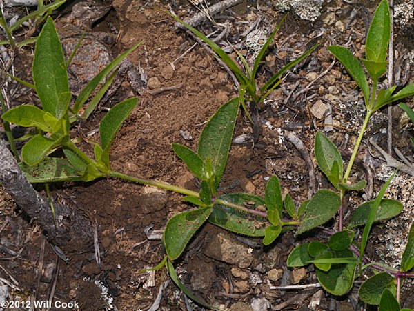 Low Wild-petunia (Ruellia humilis)