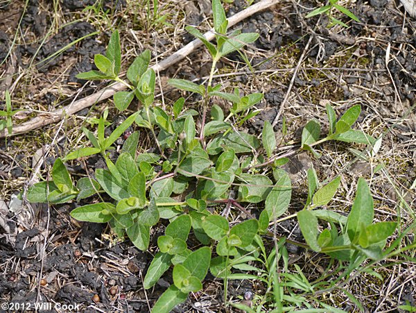 Low Wild-petunia (Ruellia humilis)