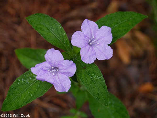 Carolina Wild-petunia (Ruellia carolinensis)