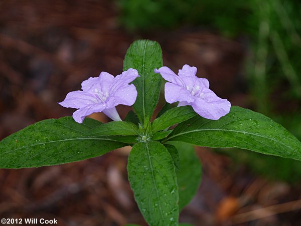 Carolina Wild-petunia (Ruellia carolinensis)