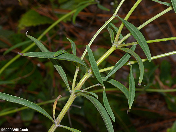 Azure Sage (Salvia azurea var. azurea)