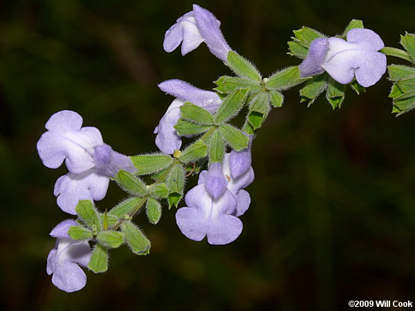 Azure Sage (Salvia azurea var. azurea)