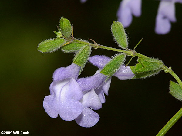 Azure Sage (Salvia azurea var. azurea)