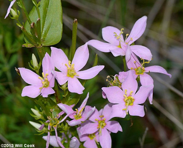 Sabatia angularis (Common Marsh-pink, Bitter-bloom)