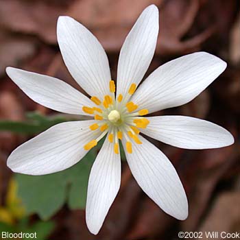 Sanguinaria canadensis (Bloodroot)