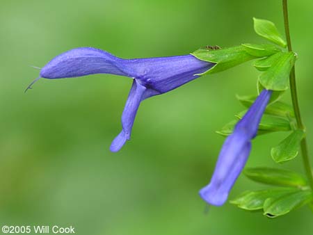 Salvia guaranitica