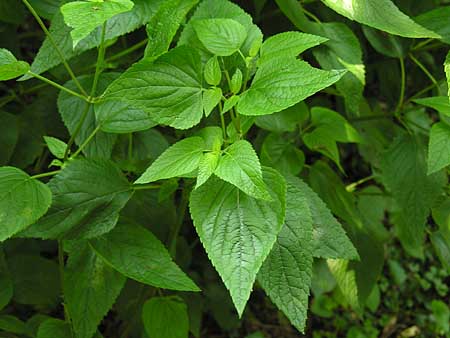 Salvia guaranitica