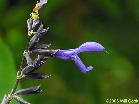 Salvia guaranitica