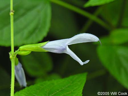 Salvia guaranitica