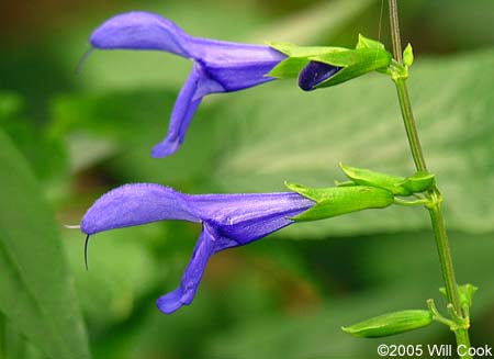 Salvia guaranitica