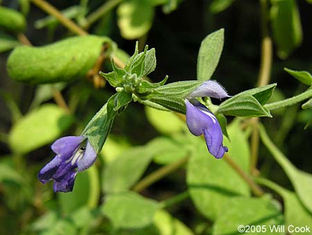 Salvia chionophylla (Snowflake Sage)