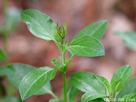 Salvia greggii